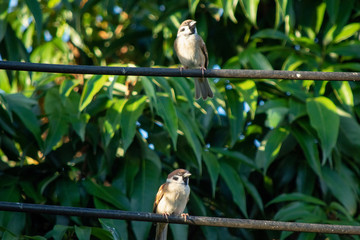 Sparrow bird sitting on electric cable on the background of green leaf