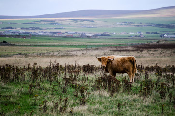 Highland Cow in a Field