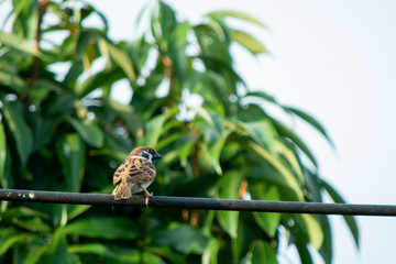 Sparrow bird sitting on electric cable on the background of green leaf
