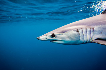 Shortfin Mako Shark or Isurus oxyrinchus swimming wild in the Pacific Ocean off San Diego,...