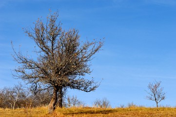 Fototapeta premium landscape in autumn colors 