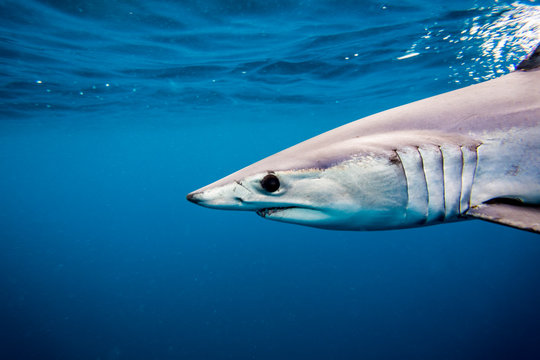 Shortfin Mako Shark or Isurus oxyrinchus swimming wild in the Pacific Ocean off San Diego, California. Wild
