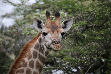 Curious Giraffe