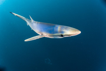 Blue Shark or Prionace glauca swimming wild in the Pacific Ocean off San Diego, California.  Wild