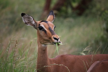 Impala Close-up