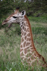 Giraffe Profile