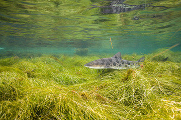 Leopard Shark or Triakis semifasciata swimming near the Channel Islands of the Pacific Ocean near Santa Barbara, Califonria.  Wild