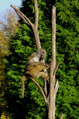 Pawian masajski lub porostu pawian żółty, małpa obserwująca okolicę siedząc na drzewie - obrazy, fototapety, plakaty