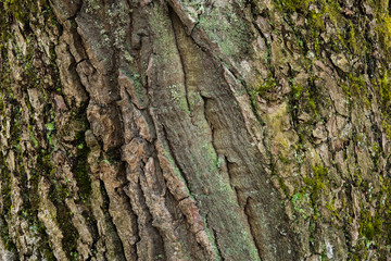 graphic wood texture