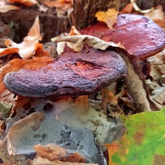 Attention aux champignons  toxiques !