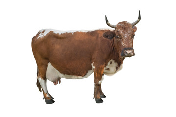 spotted cow isolated