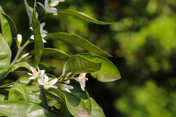 White blossom of citrus tree close-up