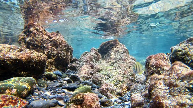 Surgeon Fish swims across frame in shallow beach on Hawaii's Big Island