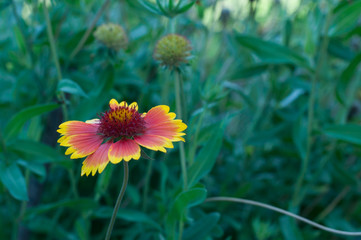 Close-up shot of Gaillardia pulchella
