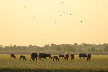 Thai swamp buffalo in peat swamp around lagoon with sunset background