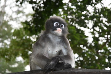 Langur 