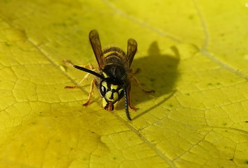 Wasp drinking dew on a yellow leaf background, closeup