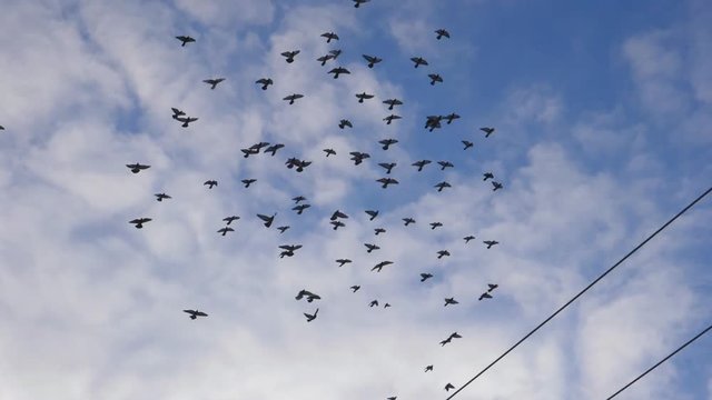 Slow motion shot of pigeons flying and circling. Toronto, Canada. Handheld shot with stabilized camera.
