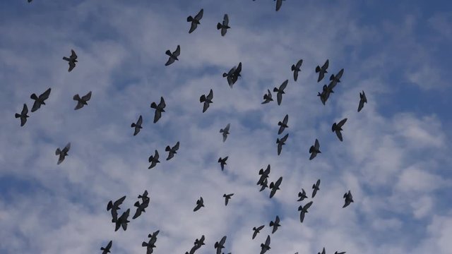 Slow motion shot of pigeons flying and circling. Toronto, Canada. Handheld shot with stabilized camera.
