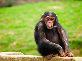 Bébé Chimpanzé