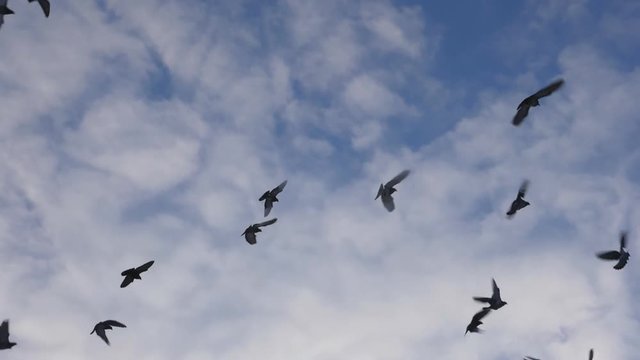 Slow motion shot of pigeons coming into land on wires. Toronto, Canada. Handheld shot with stabilized camera.