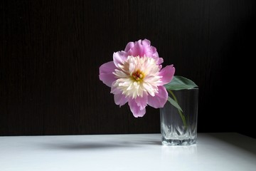 One pink peony in a glass on a black wooden background