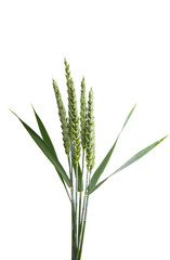 Fototapeta premium green ears of wheat isolated