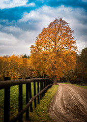 Fototapeta na wymiar Herbstlicher Baum mit Zaun.