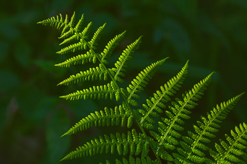 Background image of beautiful green fern at summer