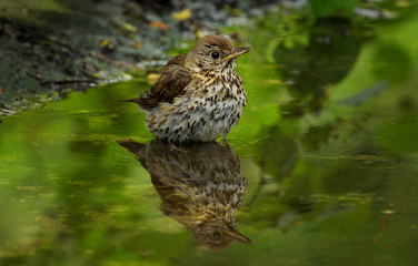Naklejka na ściany i meble thrush in the water