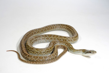 Inselkletternatter (Elaphe climacophora) - Aodaisho, Japanese Ratsnake