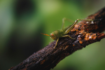 little insect. Green and little cricket.