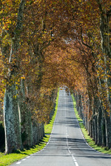 Fototapeta na wymiar Alignement de platanes en bord de route, en face, ligne droite, automne, , Tarn, France.