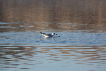 Seagull in water
