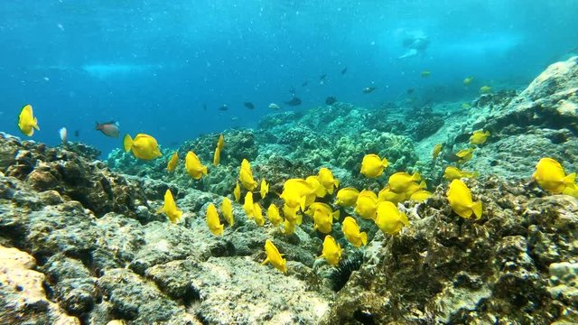 School of Yellow Tang fish swim through coral reef in Big Island, Hawaii 4K