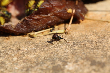 fotografias de insectos varios 