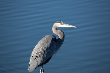 great blue heron in water