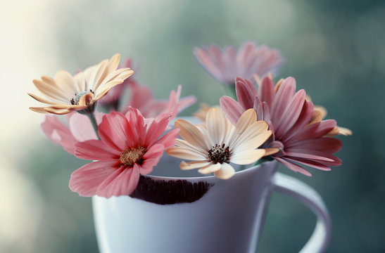 Fototapeta Kolorowe kwiaty w filiżance