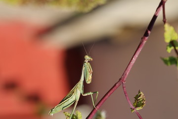 fotografias de insectos varios 