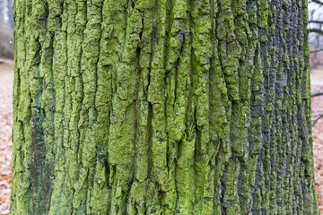 old wood tree bark texture with green moss