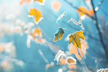 Last late autumn leaves covered with morning frost, outdoor background