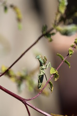 fotografias de insectos varios 