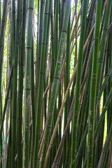 green bamboo fence background