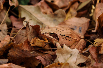 Red frog forest - Rana Dalmatina in the fallen leaves , nature reserve and protection area of Dobrogea , Romania