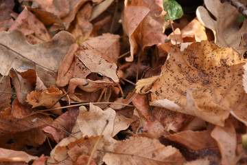 Red frog forest - Rana Dalmatina in the fallen leaves , nature reserve and protection area of Dobrogea , Romania