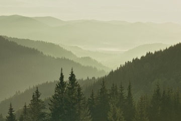 Mountains covered with woods in the early morning mist