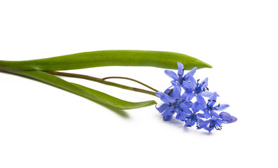 blue Scilla Difolia