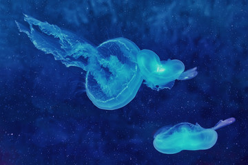 Obraz premium Jelly-fish in deep water, sea life background