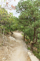 path leading to the rock Diva in Simeiz. Bizarre trunks of mountain juniper