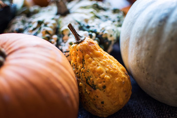 Close up of Seasonal Gourd and Pumpkins